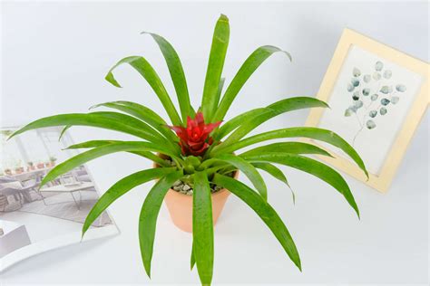 风水树有哪些_常见宅院风水树有哪些,第7张 风水树有哪些_常见宅院风水树有哪些,第7张